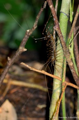 Centipede