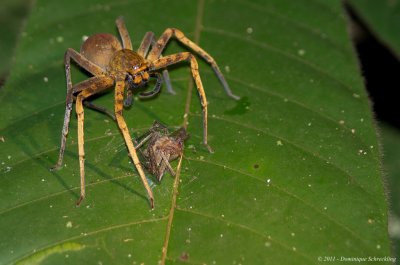 Huntsman spider