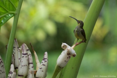 Arachnothera chrysogenys