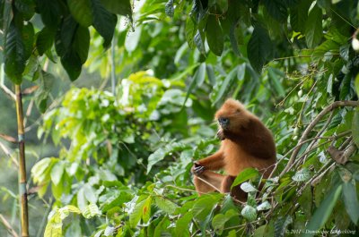 Maroon leaf monkey