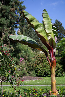 Mainau Island