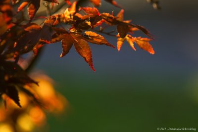 First signs of fall