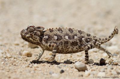 Namaqua Chameleon