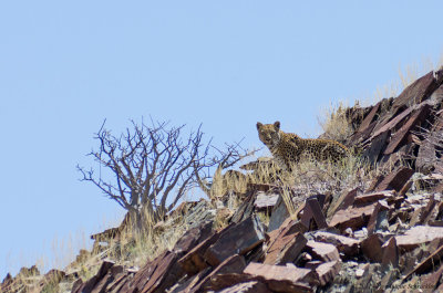 Leopard in the desert