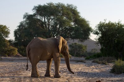 Elephant in the desert