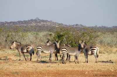 Hartmann Zebras