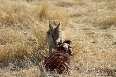 Jackal at kill