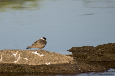 Glareola nuchalis