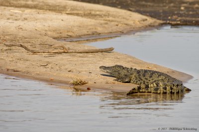 Crocodile