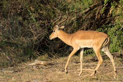 Impala