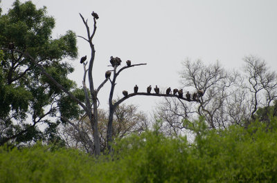 Vultures