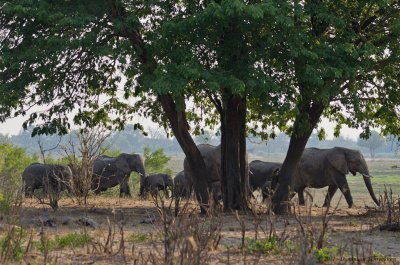 Elephants