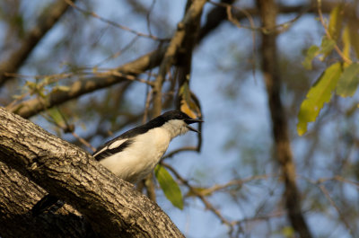 Laniarius bicolor 