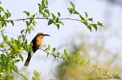 Merops bullockoides