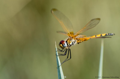 Trithemis monardi