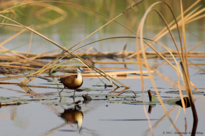 Actophilornis africanus