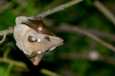Gambian Epauletted Fruit Bat