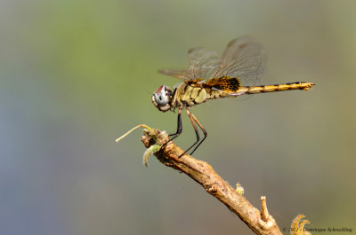 Urothemis edwardsii