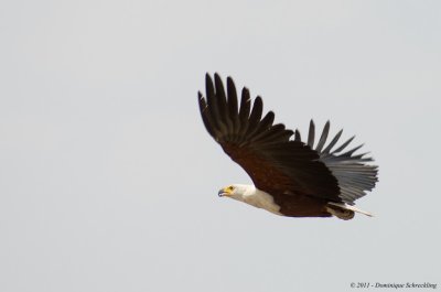 Haliaeetus vocifer