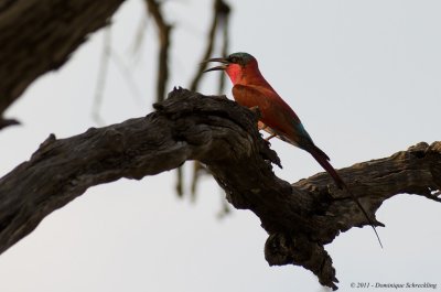 Merops nubicoides