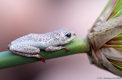 Foam nest frog