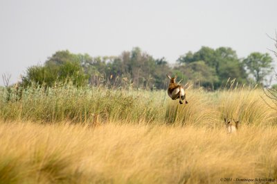 Lechwe