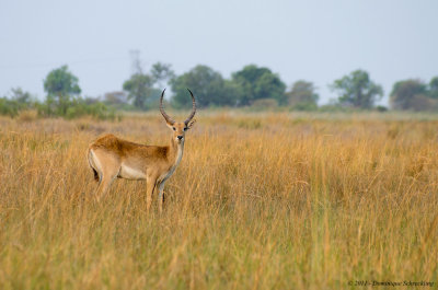 Lechwe