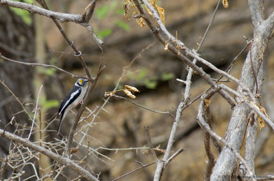 Prionops plumatus