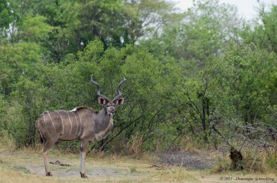 Kudu