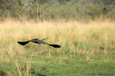 Ardea purpurea