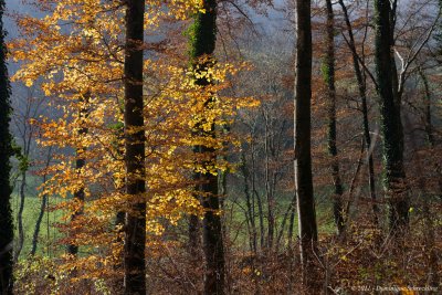 Arboretum - Aubonne