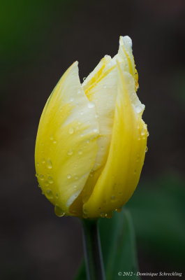 Fte de la Tulipe 2012
