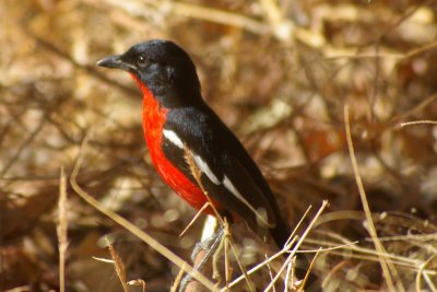 Laniarius atrococcineus