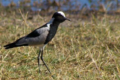 Vanellus armatus