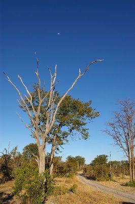 Moremi NP