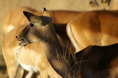 Impala