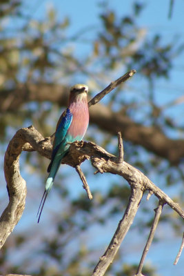 Coracias caudatus