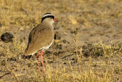 Vanellus coronatus