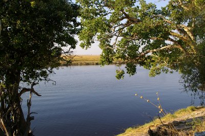 Chobe river