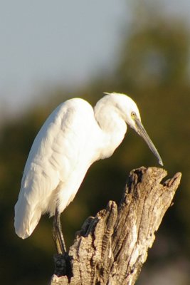 Egretta garzetta