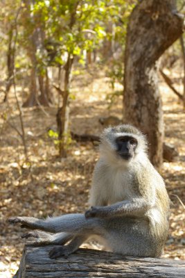 Vervet monkey