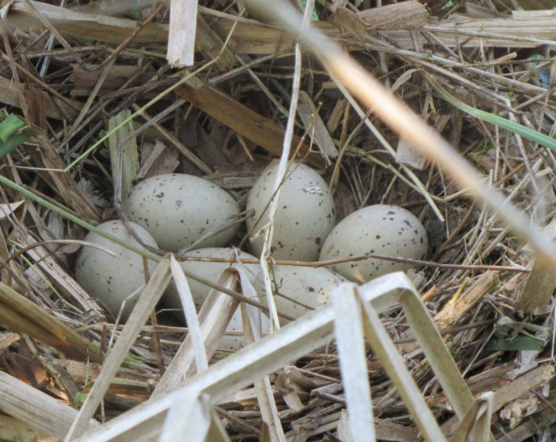 Morehen eggs in Jacquies garden