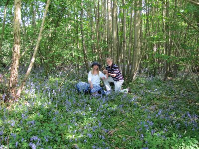 Bluebells here, bluebonnets in the USA