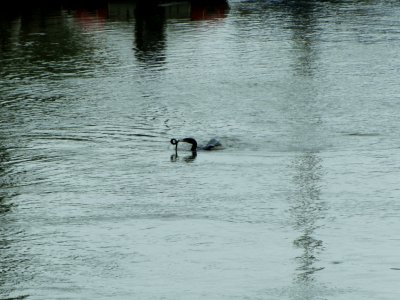 comorant with eel as seen from our balcony on the river stour