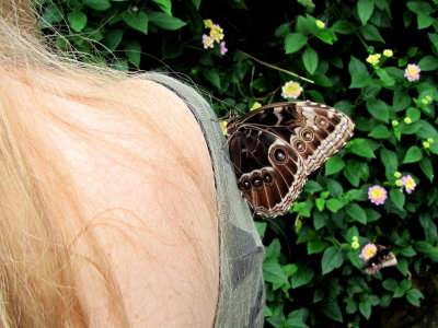 A butterfly on my shoulder