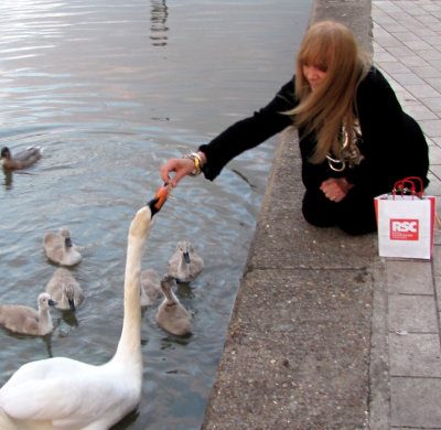 Feeding swans in Stratford