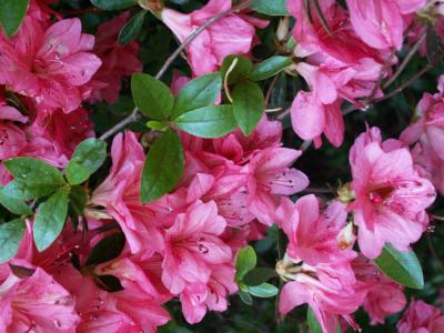 flowers in Jason's yard