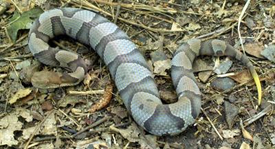 Typically, a bright yellow or lime green tail tip is seen on the young.