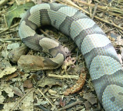 Copperhead at Kennesaw Mt.