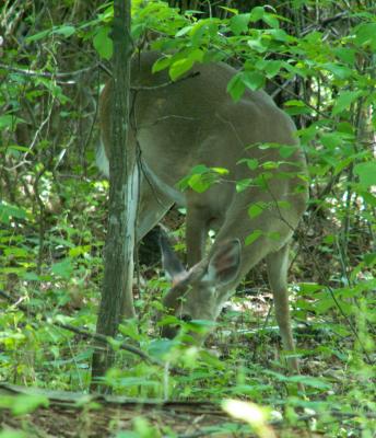 Deer at Kennesaw Mountain
